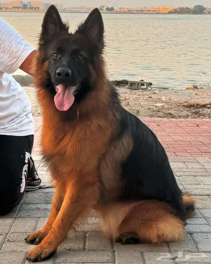 للبيع فحل جيرمن شيبرد لونق هير شولاين 1