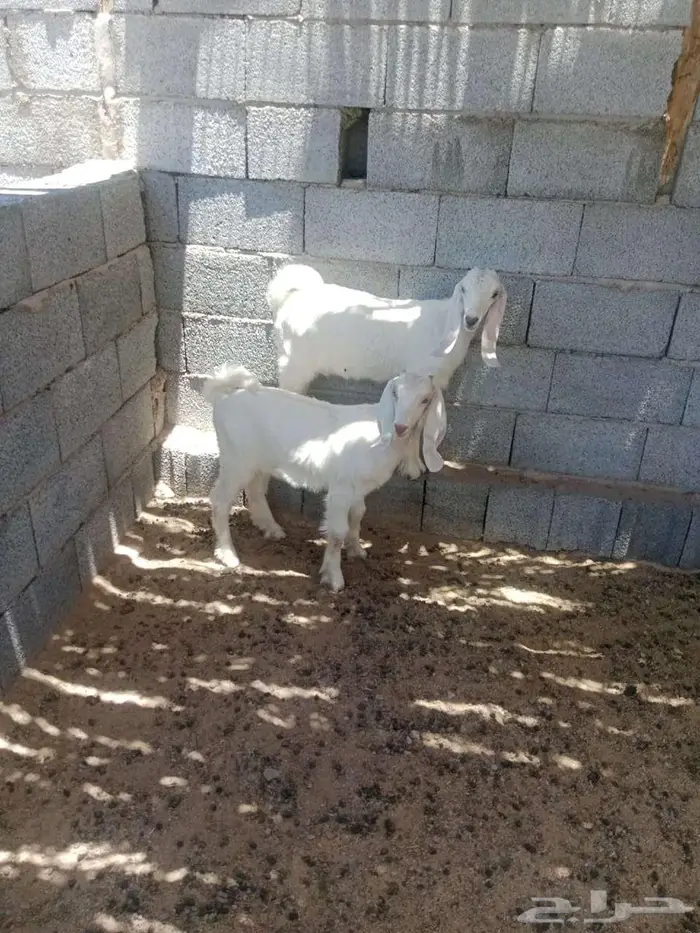 جفار للبيع ( تم البيع ) 0