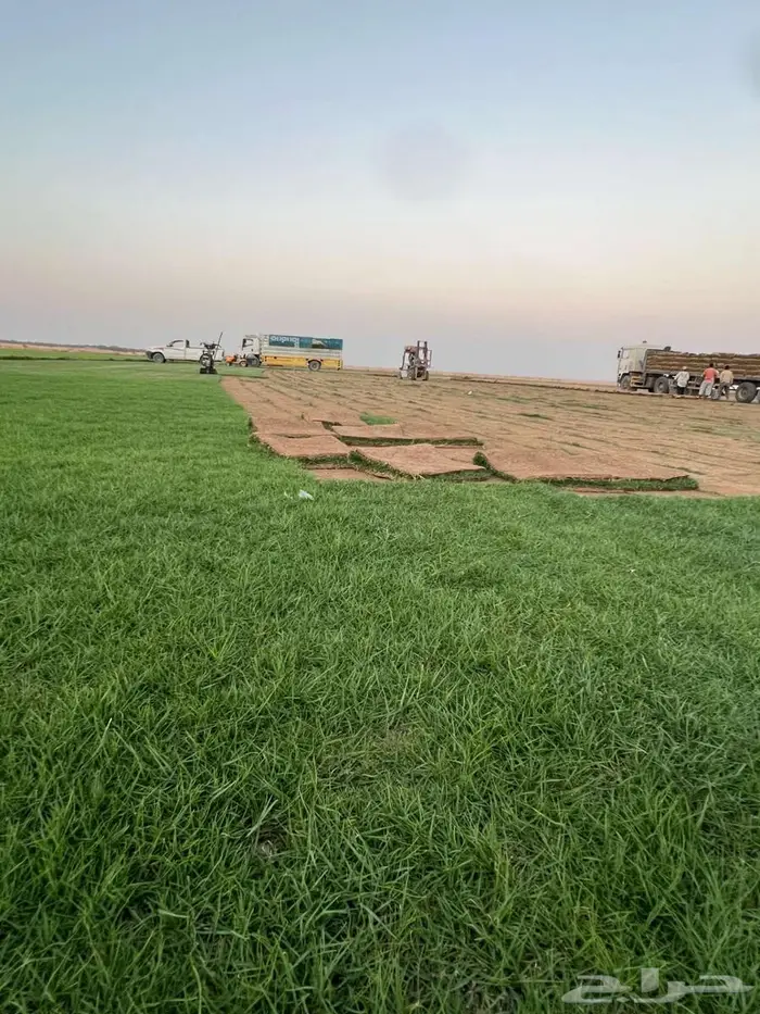 ثيل سي الفين طبيعي درجه اولى 11