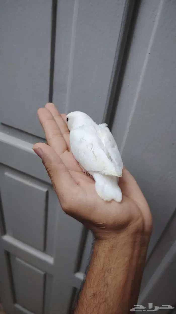 فرخين روز البينو غر 3