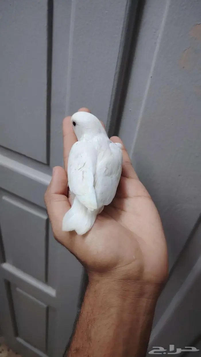 فرخين روز البينو غر 4