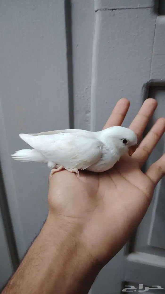 فرخين روز البينو غر 5