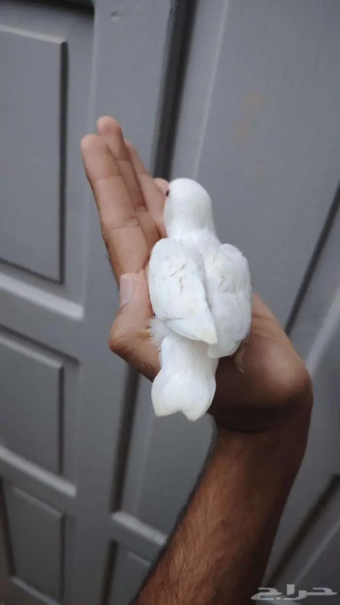 فرخين روز البينو غر 2