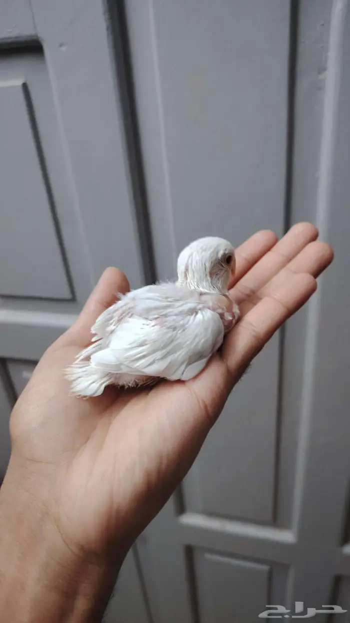 فرخين روز البينو غر 1