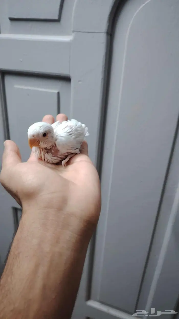 فرخين روز البينو غر 0