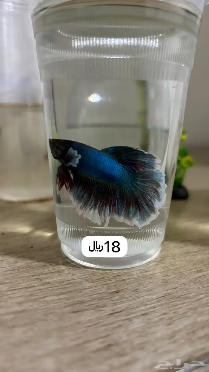 اسماك ( سمكه ) فايتر 7