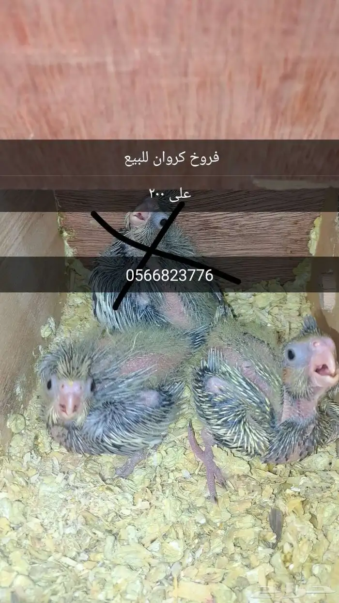 فروخ كروان 0