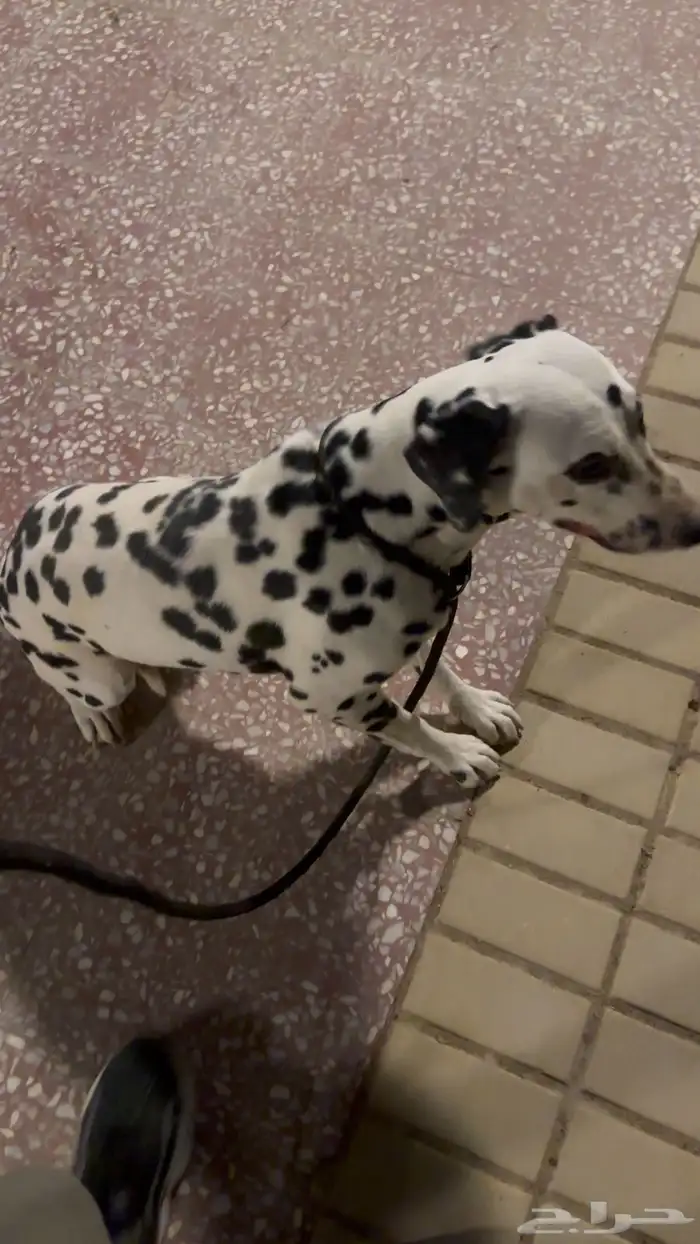 لدلميشن (Dalmatian) كلاب 2