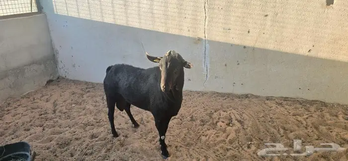 ماعز إسباني مورسيانو (فحول طيبة) 7