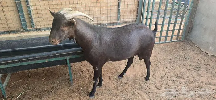 ماعز إسباني مورسيانو (فحول طيبة) 8