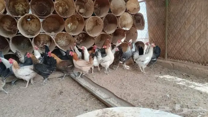 دجاج - القصيم - البكيرية 0