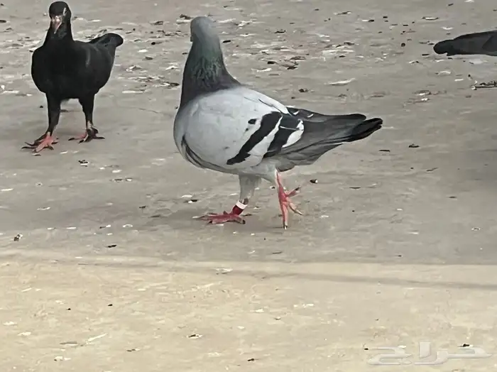 حمام زاجل 4