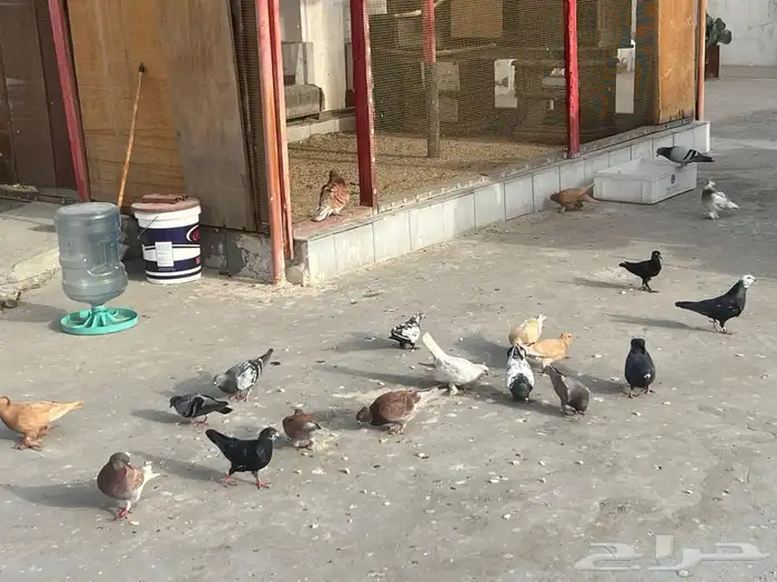 حمام زاجل 5