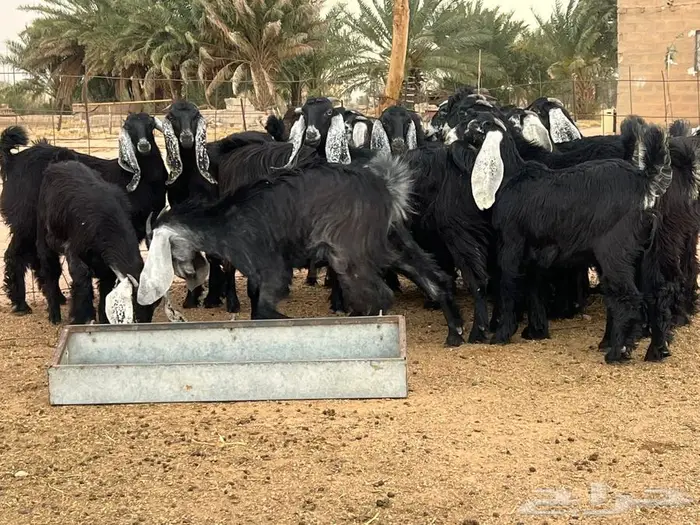 مراح جفرات عوارض للبيع ( تم البيع) 0