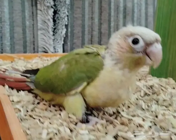 فروخ روز كنيور بادجي 1