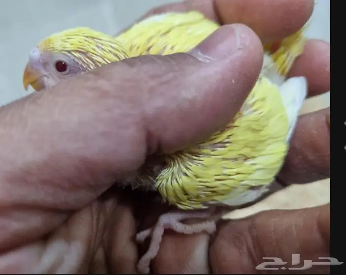 فروخ بادجي جاهزة للغر متوفر جميع الألوان 0