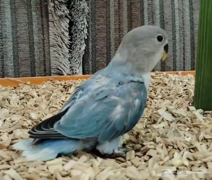 فروخ روز كنيور بادجي 6