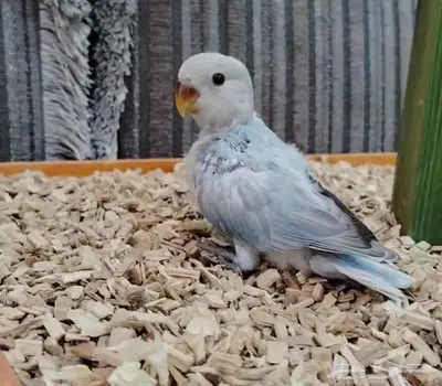 فروخ روز كنيور بادجي 5
