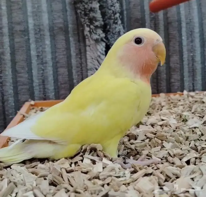 فروخ روز كنيور بادجي 4