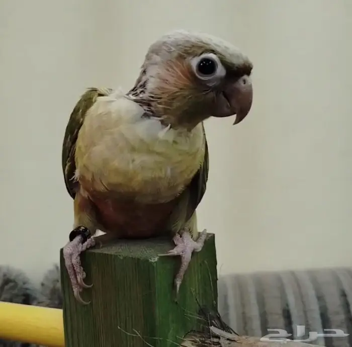 فروخ روز كنيور بادجي 3