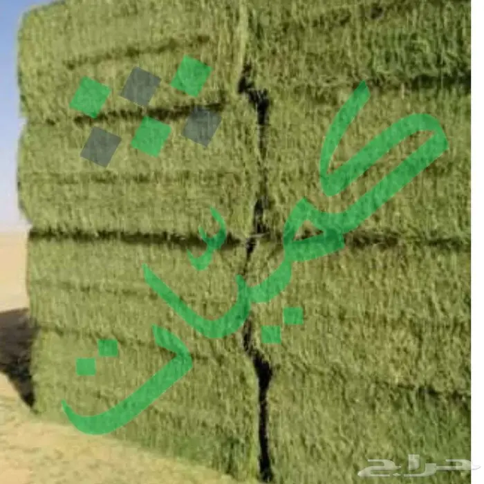 برسيم أمريكي مستورد من مصر 7