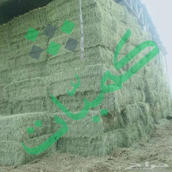 برسيم أمريكي مستورد من مصر 4