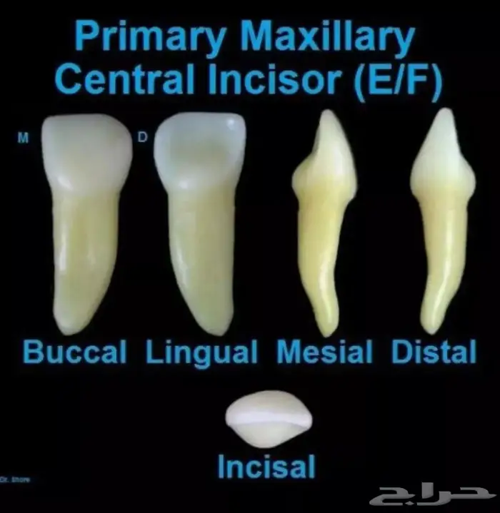 دروس شرح خاصة لطلبة كليات طب الأسنان 2