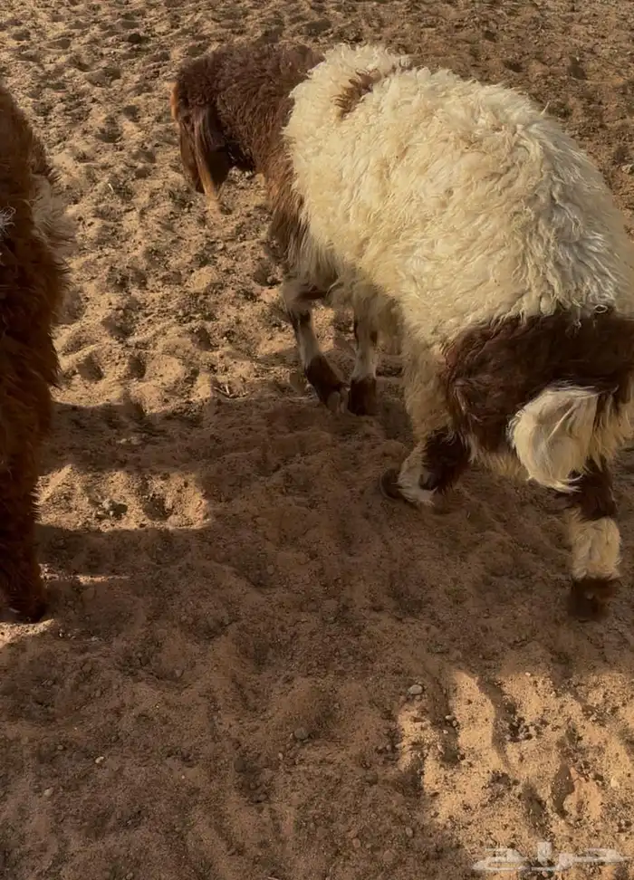 هرافي للبيع شرط يضحن 0