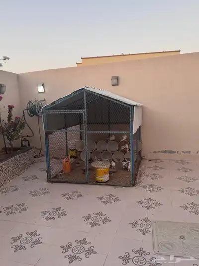 حمام حب رمان ورقاص وفلونكا للبيع 1