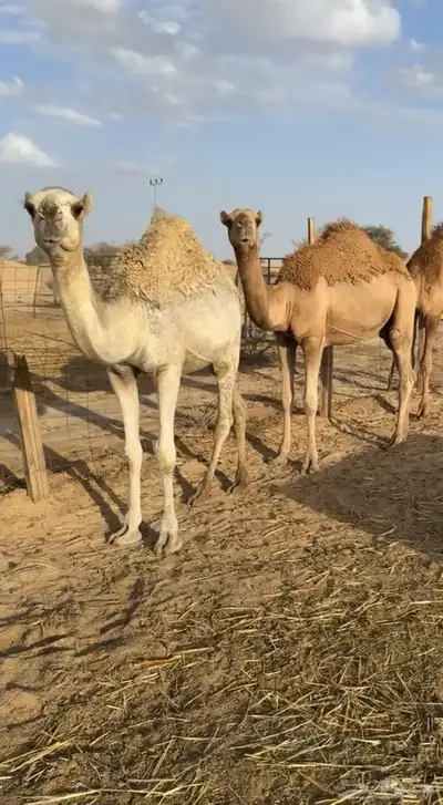 للبيع حشو طيبه ونضيفه ((تمم البييع)) 4