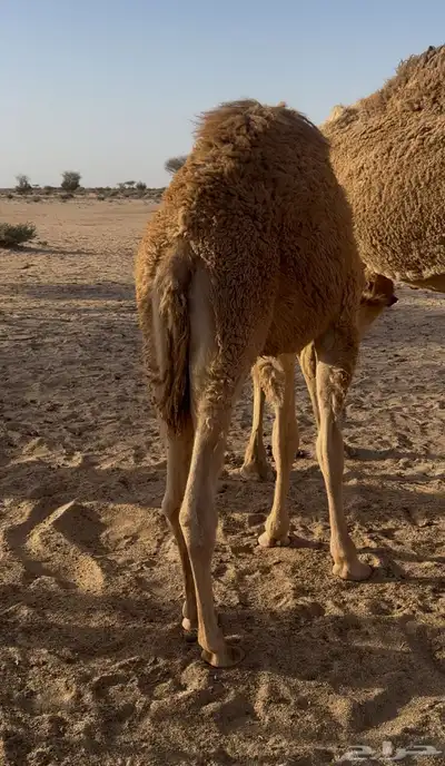 حوار العمر 6 شهور 1
