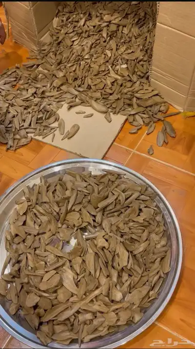 عود مروكي سوبر مرتفع 0