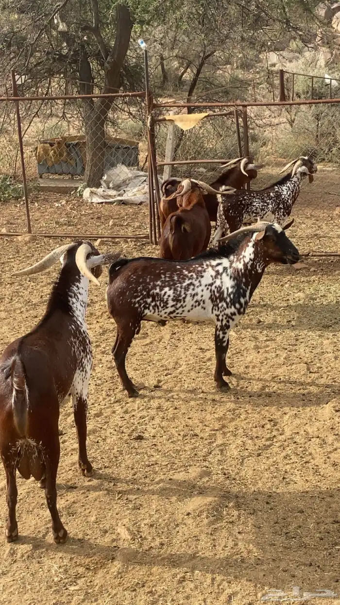 فحول دهم وشح 5