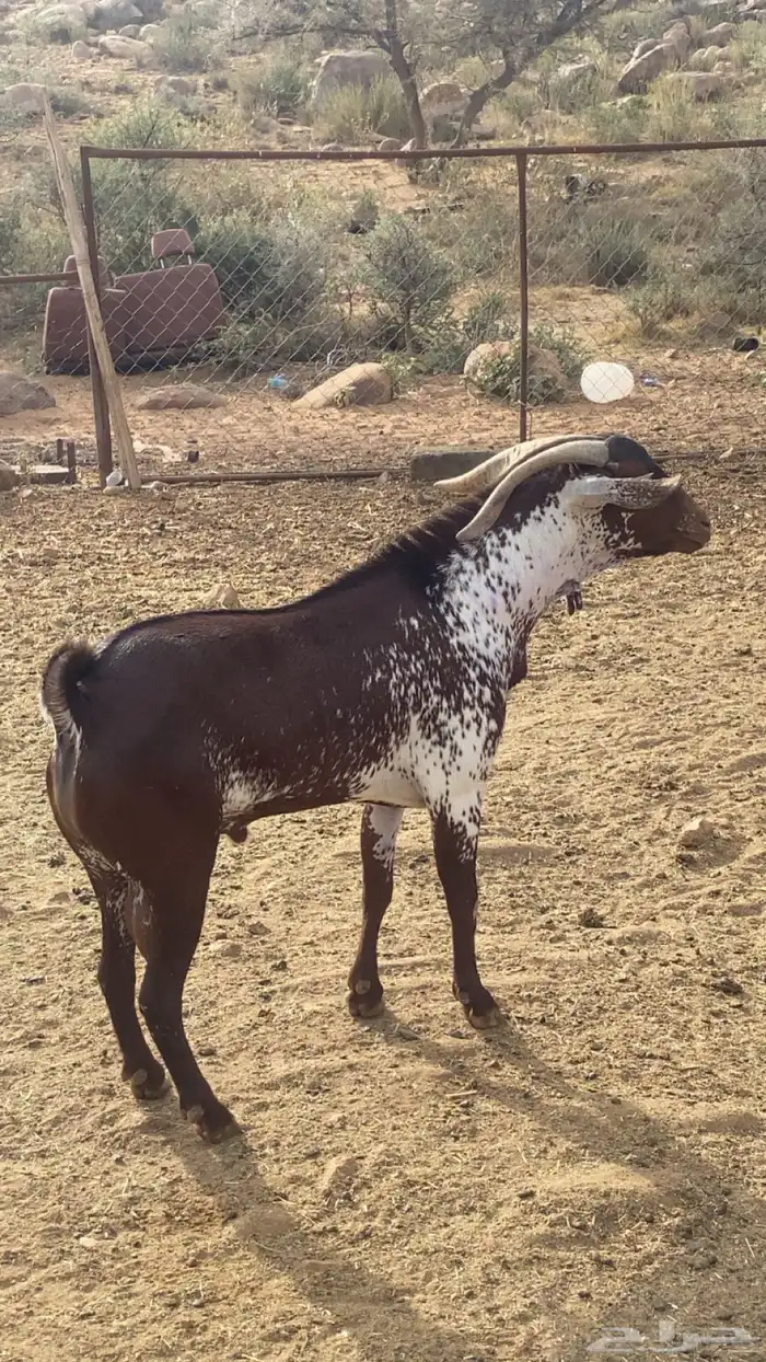 فحول دهم وشح 3