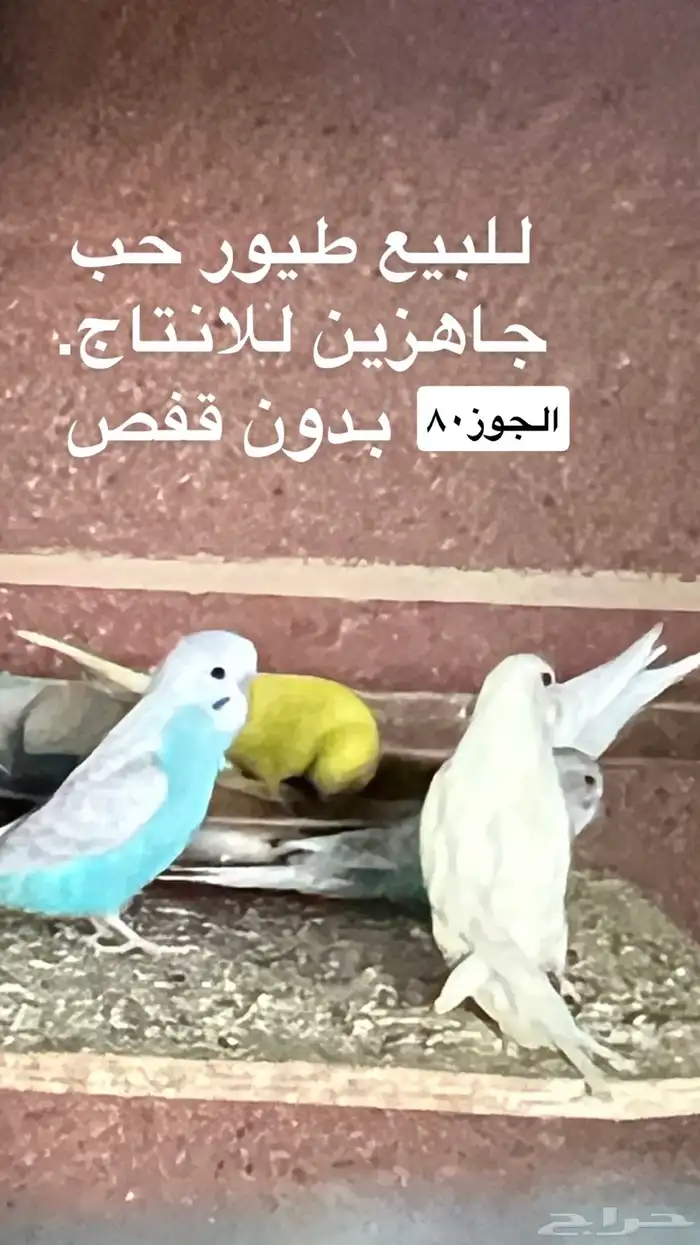 طيور حب. للبيع. جمله ومفرق. 0
