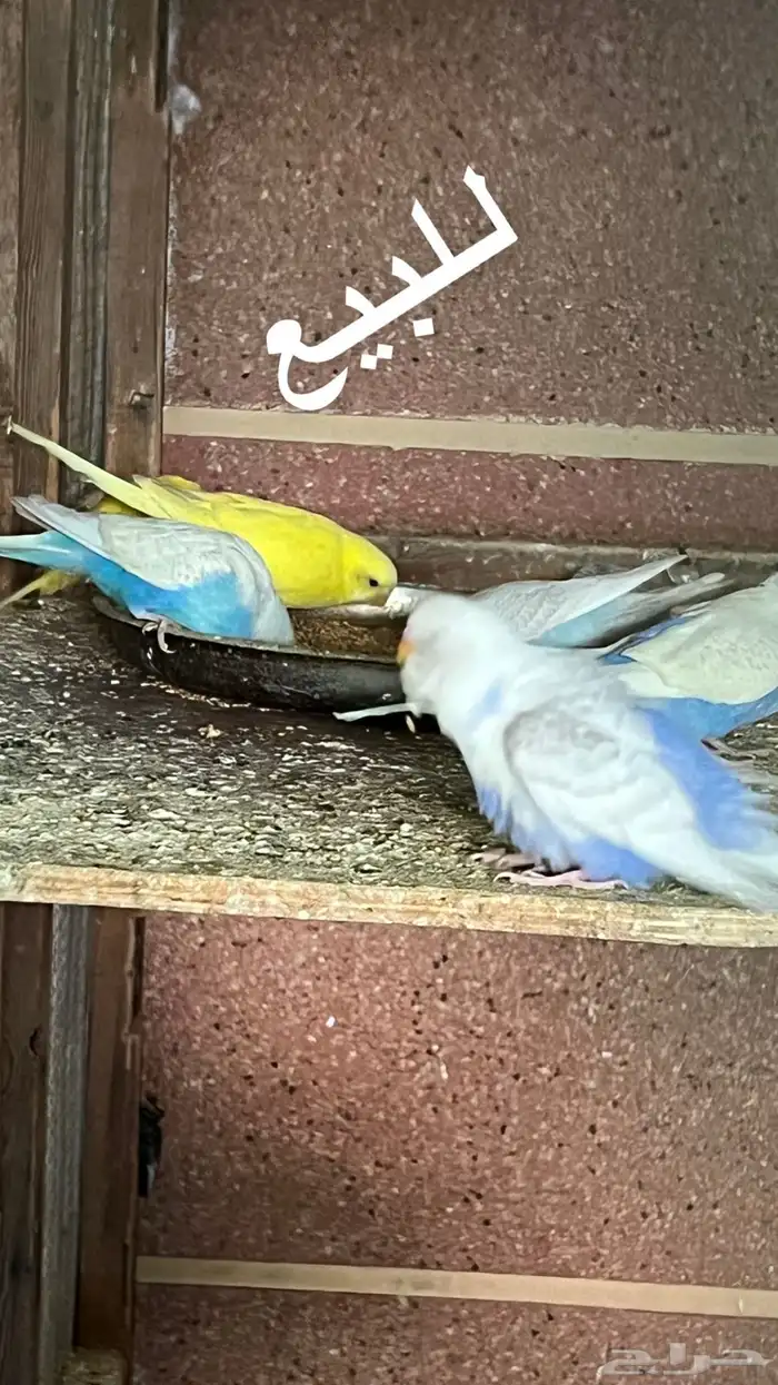 طيور حب. للبيع. جمله ومفرق. 1