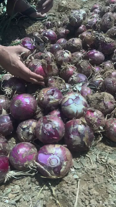 بصل نافز 4