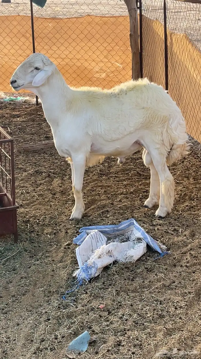 طلي صنف الصنف غير مشروط 1