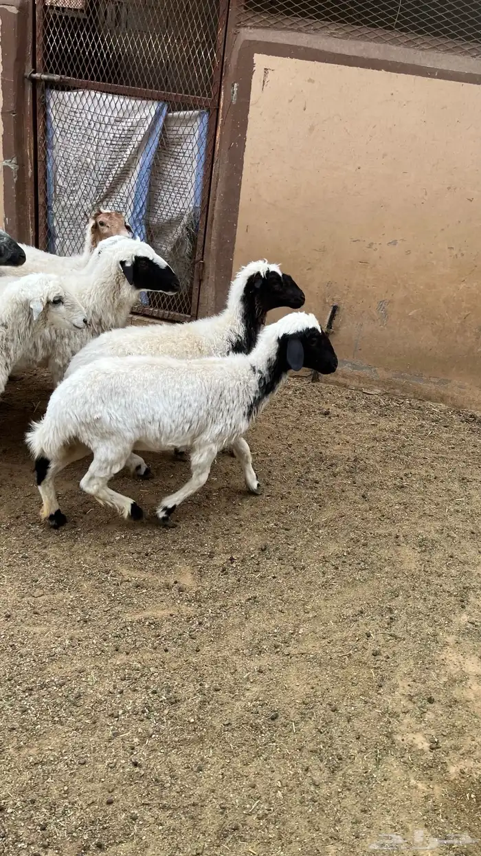 8 رخال بين جذعه وثنية 1