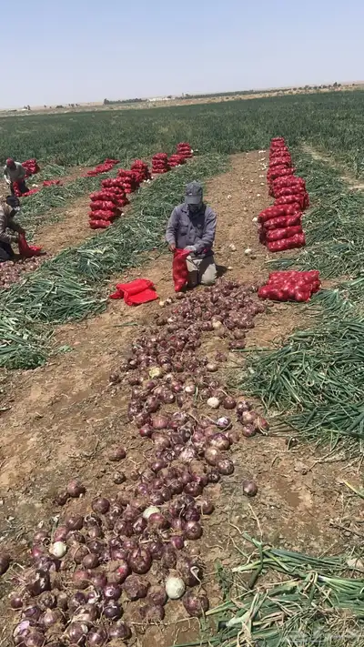 بصل نافز 1