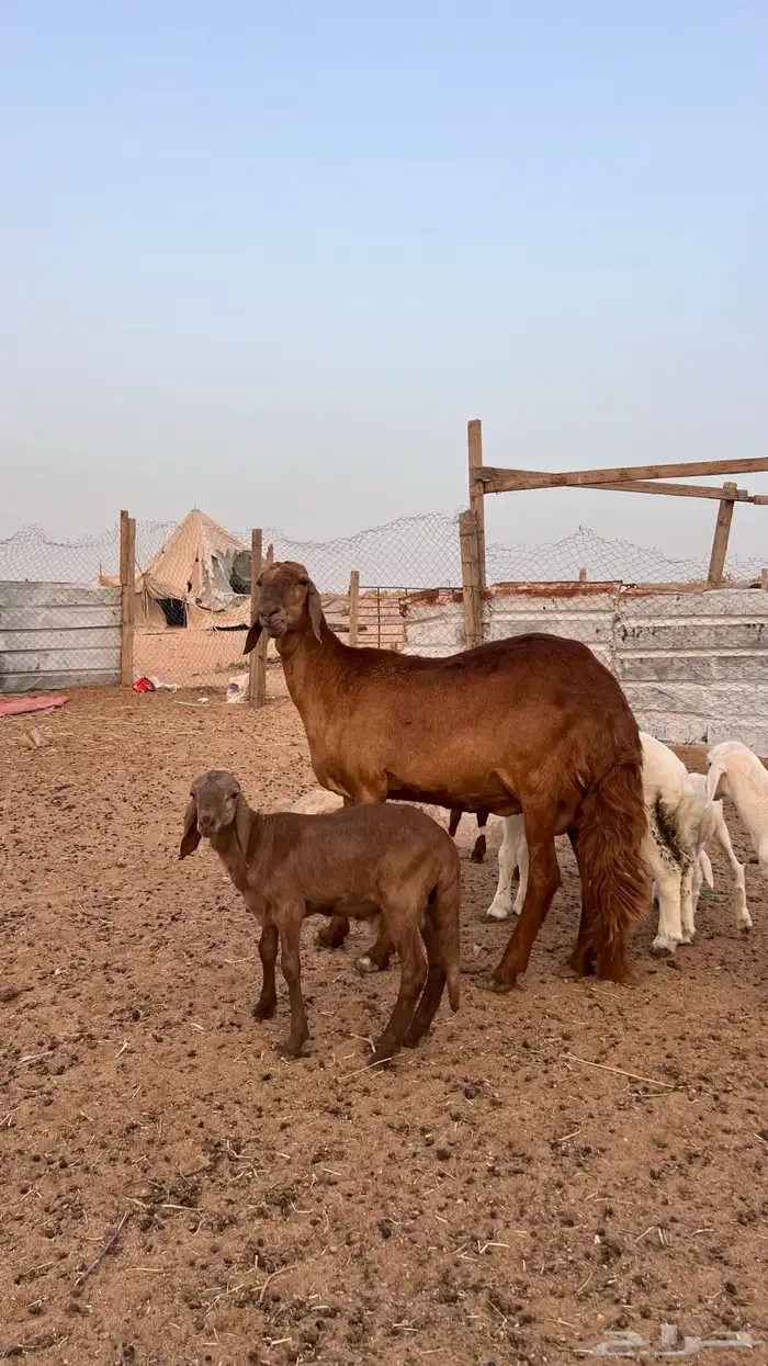 سواكنيه ثنيه رغوث ( تم البيع ) 1