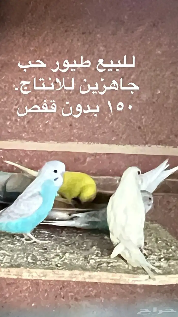 طيور حب. للبيع. جمله ومفرق. 4