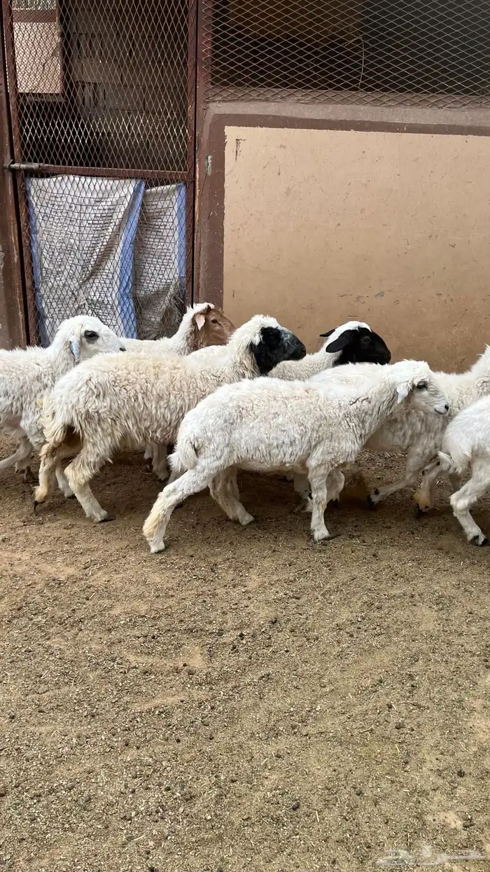 8 رخال بين جذعه وثنية 0