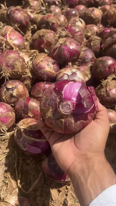 بصل نافز 0