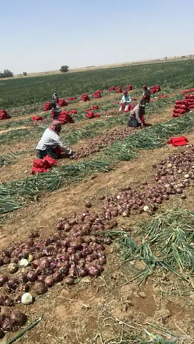 بصل نافز 2