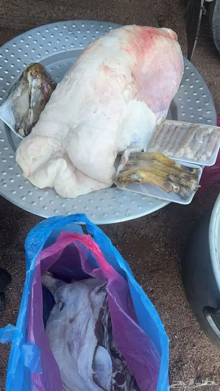 ذبائح 6