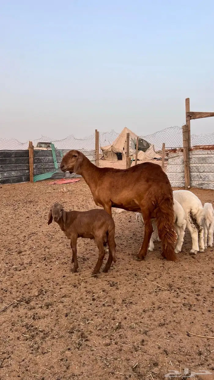سواكنيه ثنيه رغوث ( تم البيع ) 0