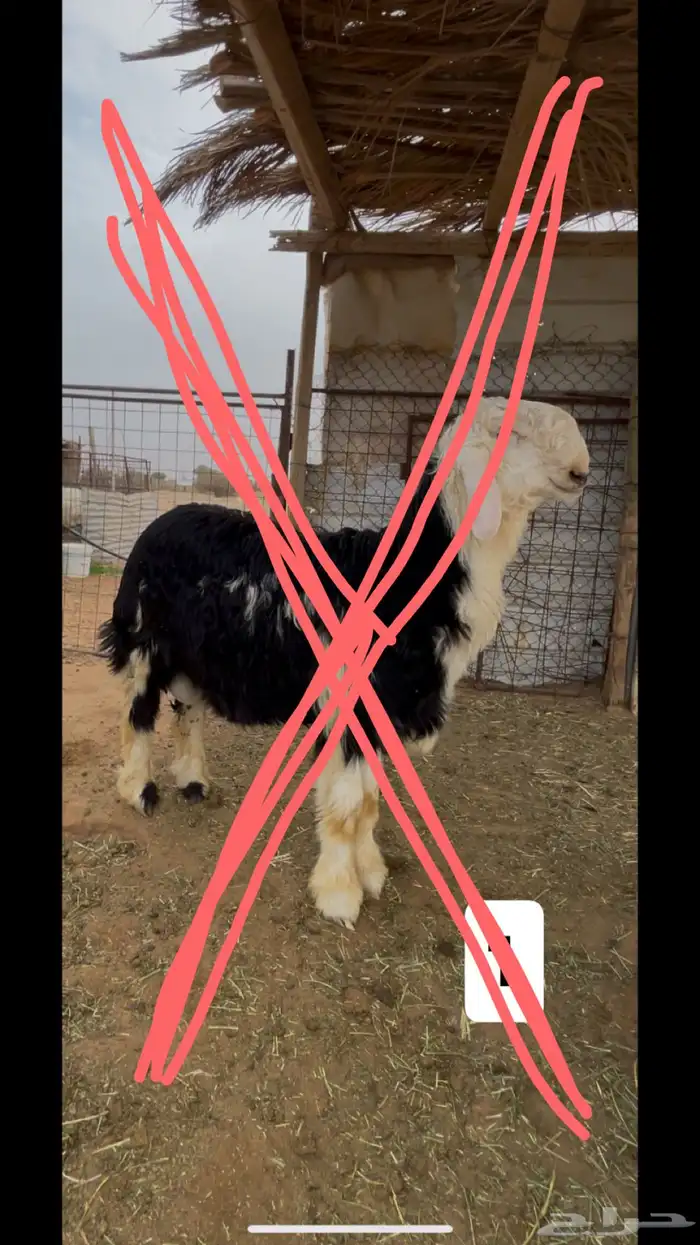 مشاريع فحول نجد صنف فاخر 4