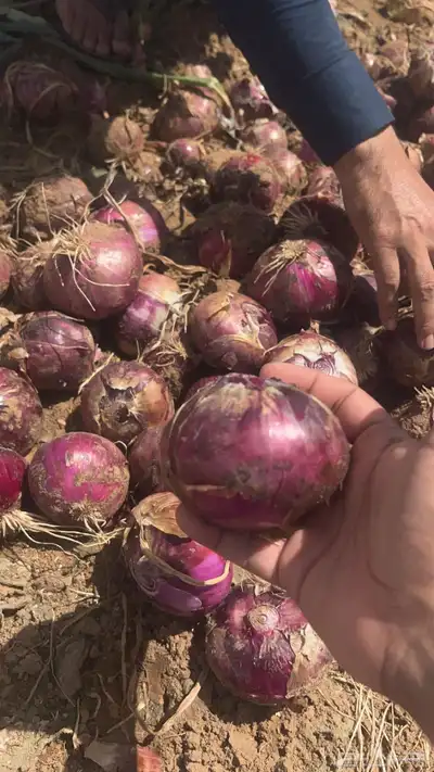 بصل نافز 3