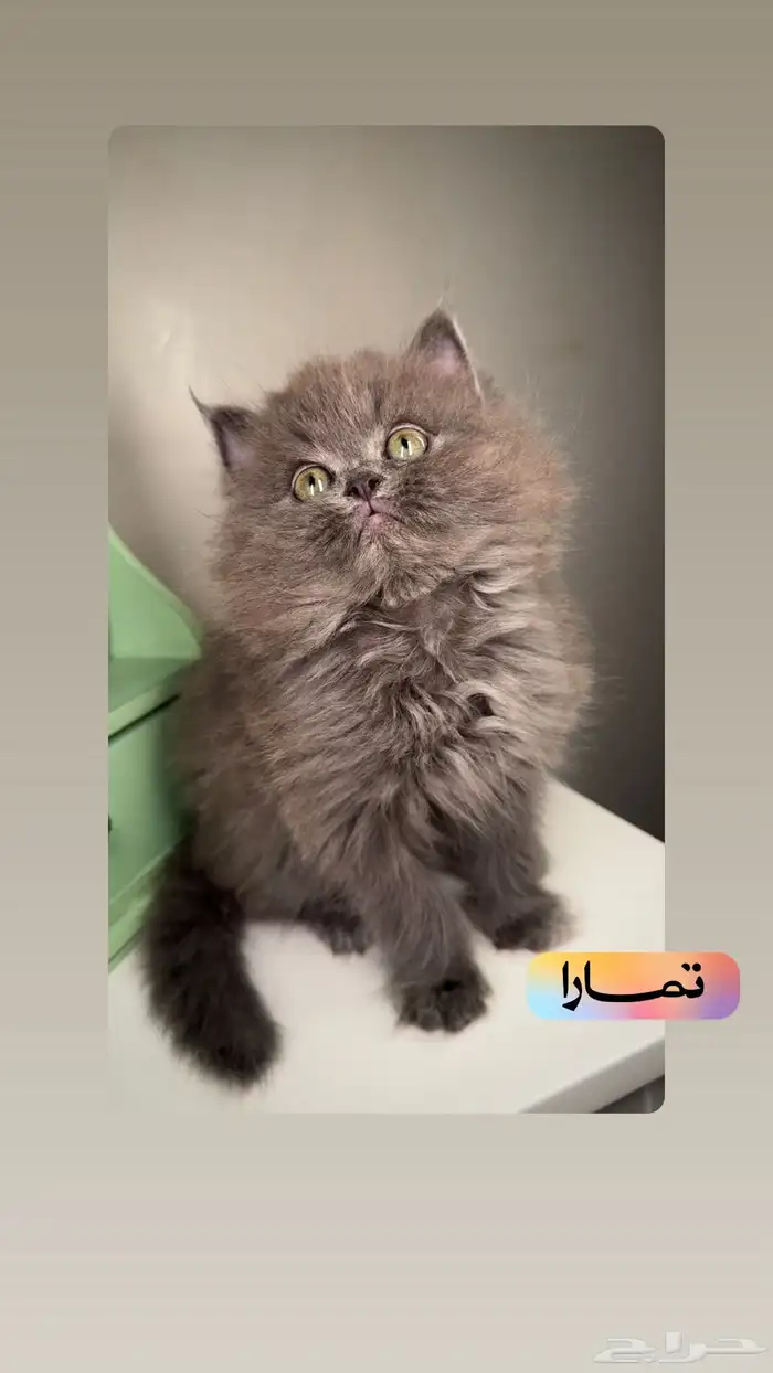 قطط صغيرة للبيع بيرشن هاف بيكي فيس سكوتش فولد شيرازي كيتن قط 0